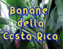 banane-costa-rica-sono-le-migliori-al-mondo-1.jpg
