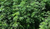 campo-di-marijuana.jpg
