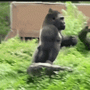 9E16B362-056C-4AEF-B410-1A36B91C86FB.gif