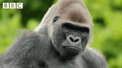 BF808DBB-6BAB-4F97-AD08-F5995A5F1CAF.gif