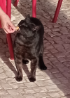 Superbock.png Superbock.png
