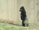 funny-animals-walking.gif