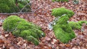 IMG_9890.JPG