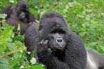 gorilla-pensatore.jpg