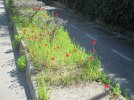 IMG_0344.JPG