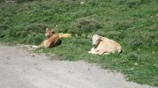IMG_0465.JPG