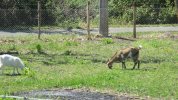 IMG_0527.JPG IMG_0527.JPG