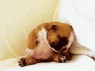 sleeping-dog-sleepy.gif