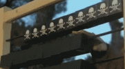 IMG_8934.gif