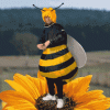 bee-dance.gif bee-dance.gif