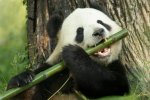 panda_1020x680.jpg