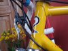 de rosa 004.jpg