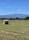 IMG_8950.jpeg