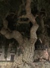 IMG_1054.jpeg IMG_1054.jpeg