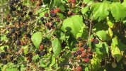 IMG_1100.JPG