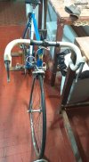 Olmo2.jpg