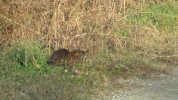 IMG_1424.JPG