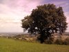 quercia vescovo.jpg