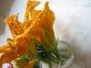 fiori di zucchina.jpg