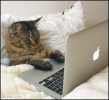 Funny Cat GIF • Cat chilling in his owner bed watching bird video on laptop like a boss! [ok-c...gif Funny Cat GIF • Cat chilling in his owner bed watching bird video on laptop like a boss! [ok-c...gif
