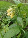 20240408_180101symphytum tuberosum consolida femmi.jpg