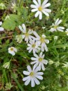 20240408_180947cerastium sylvaticum.jpg