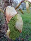 20240408_192122trachycarpus fortunei.jpg