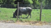 IMG_1923.JPG