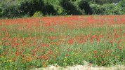 IMG_2078.JPG