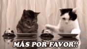 cats-pidiendo-comida.gif