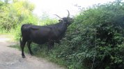 IMG_2096.JPG