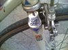 atala_05.jpg