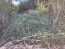 IMG_2285.jpeg