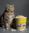 Cat-eating-popcorn-meme-7.jpg Cat-eating-popcorn-meme-7.jpg