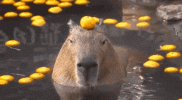 icegif-286.gif