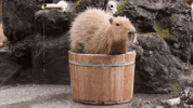 icegif-279.gif