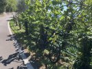 IMG_2487.jpeg
