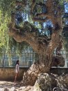 IMG_2656.jpeg