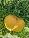 20240828_101041.jpg 20240828_101041.jpg