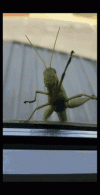 locust-protest.gif