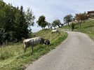 IMG_2799.jpeg