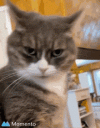 23a54b4e167ffdc3ad3904b55699013b.gif 23a54b4e167ffdc3ad3904b55699013b.gif