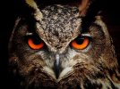 owl-50267_640.jpg owl-50267_640.jpg