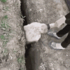 sheep-jump.gif sheep-jump.gif