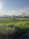 IMG_2959.jpeg