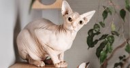 sphynx_cat.jpg