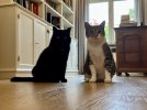 IMG_1886.jpeg