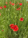 IMG_1821.jpeg