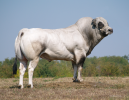 fassona-03-1000x776.png