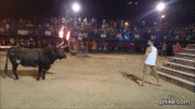 CclA.gif